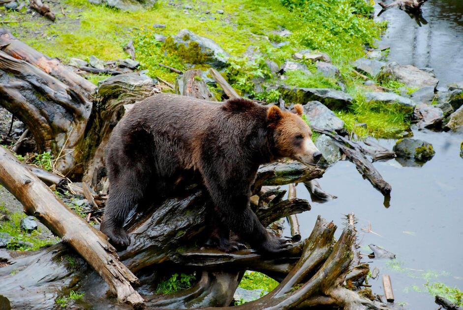 Wildlife adventures